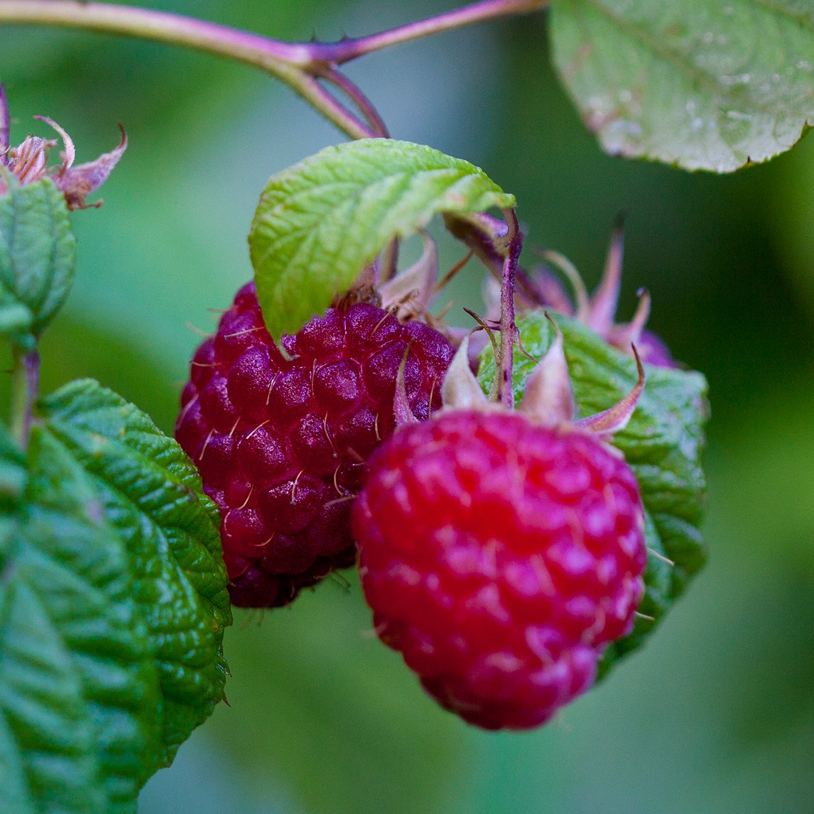 Raspberry &#39;Autumn Bliss&#39;