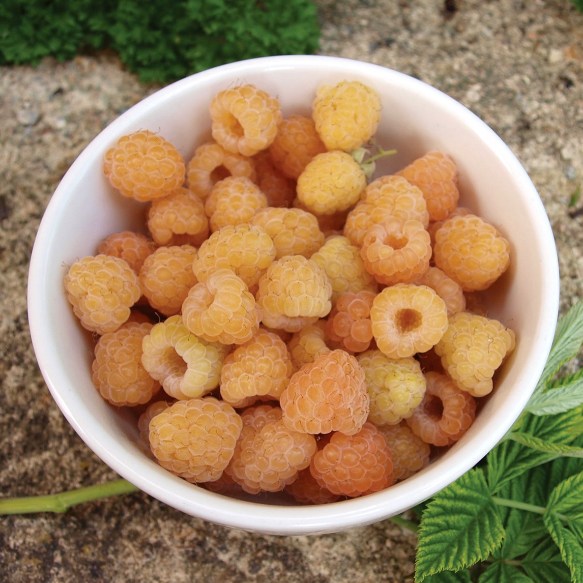 Golden Raspberry