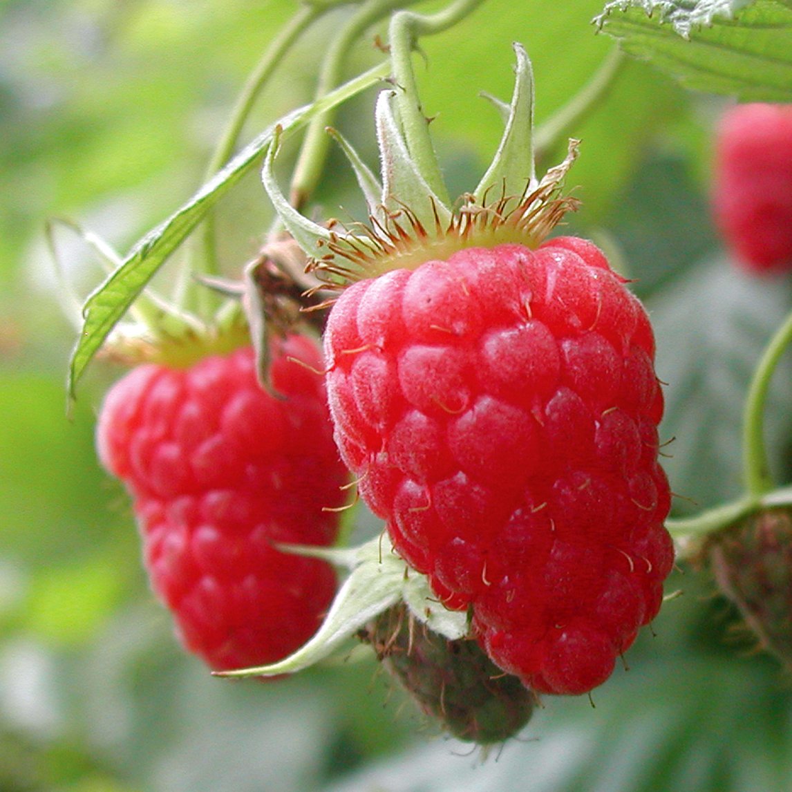 Raspberry 'Heritage' - The Diggers Club