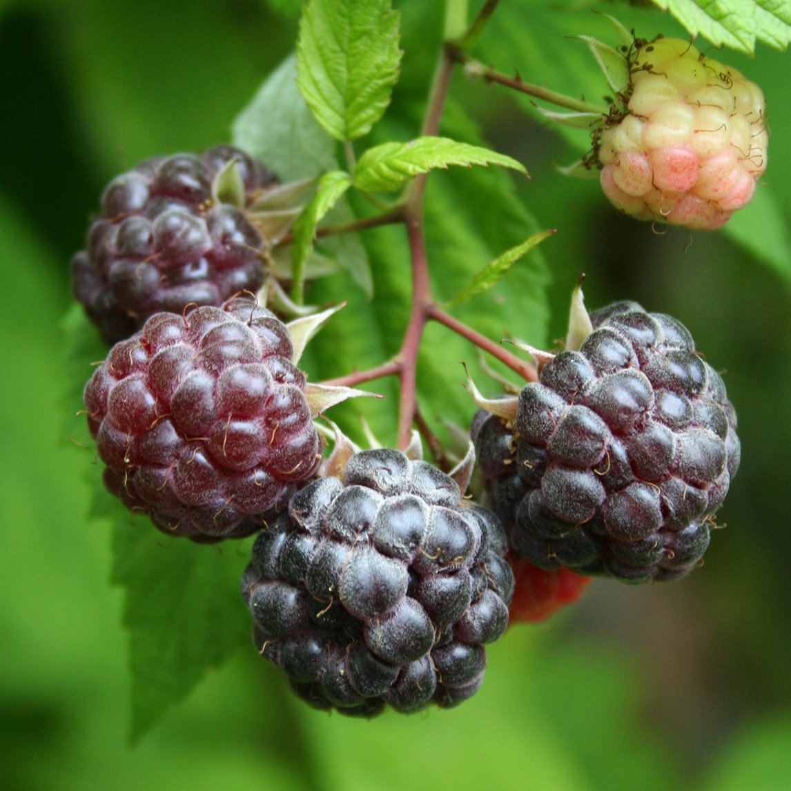 Raspberry 'Purple'