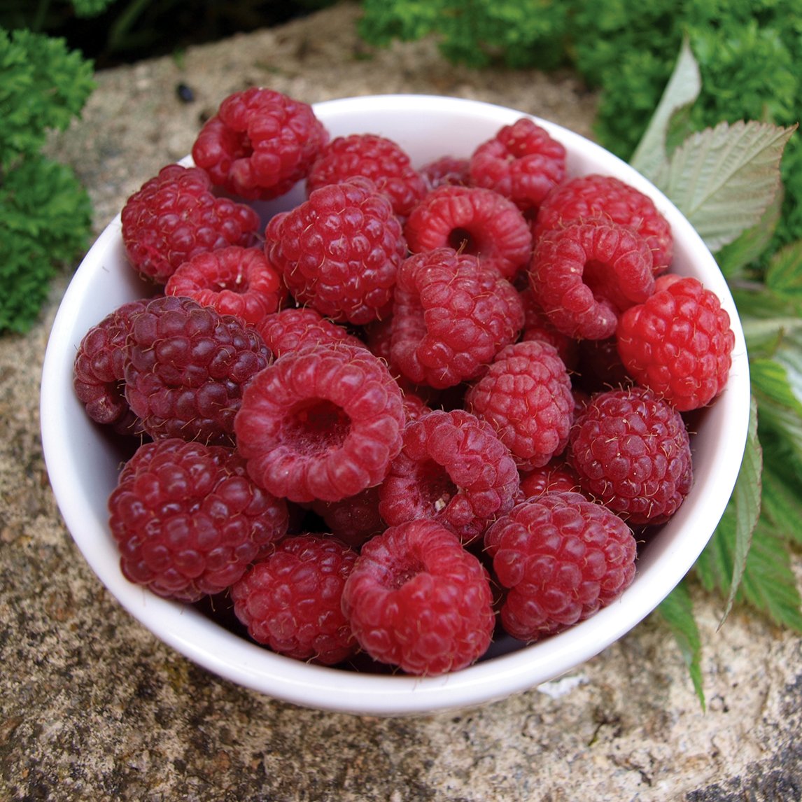 Raspberry 'Willamette' - The Diggers Club