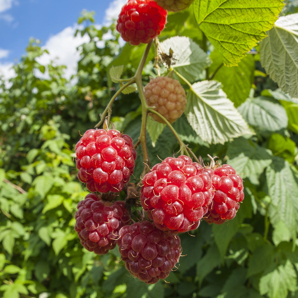 Raspberry &#39;Lloyd George&#39;