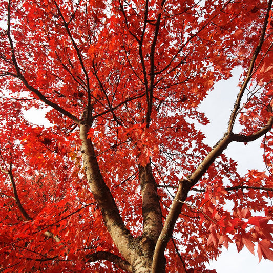red maple