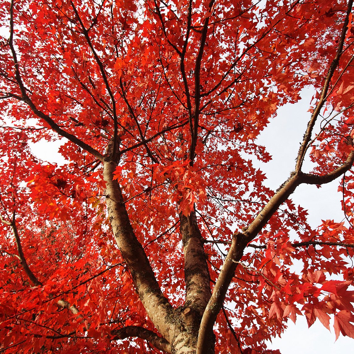 red maple