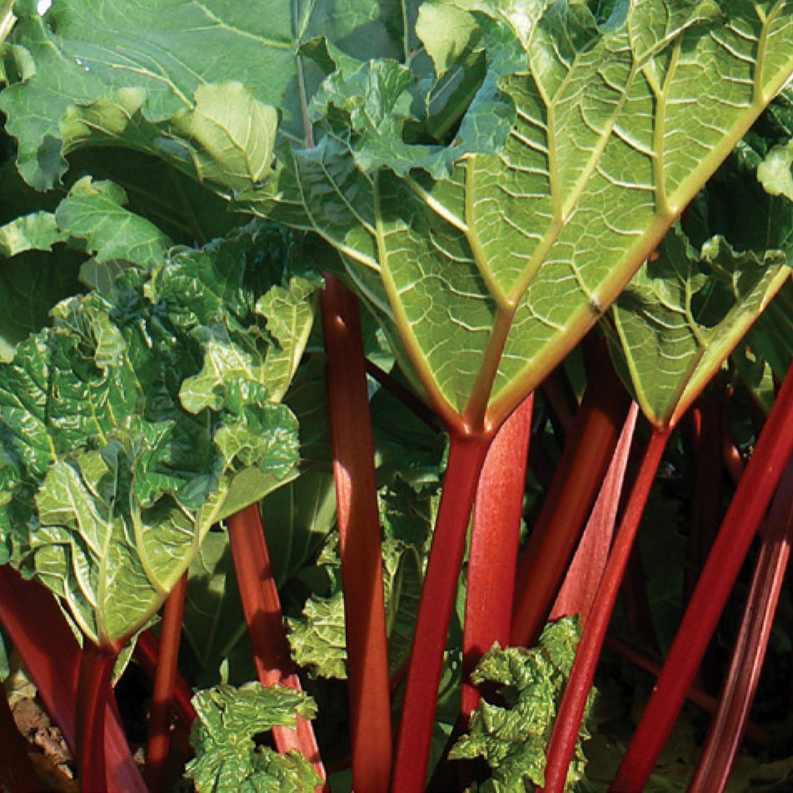 Rhubarb 'Mount Tamborine'