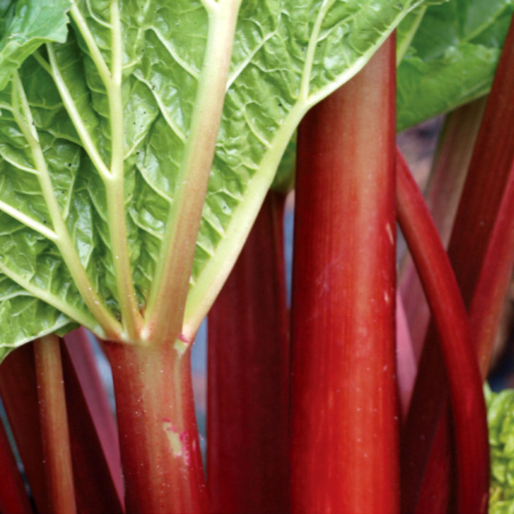 Rhubarb 'Ruby Red Dwarf'