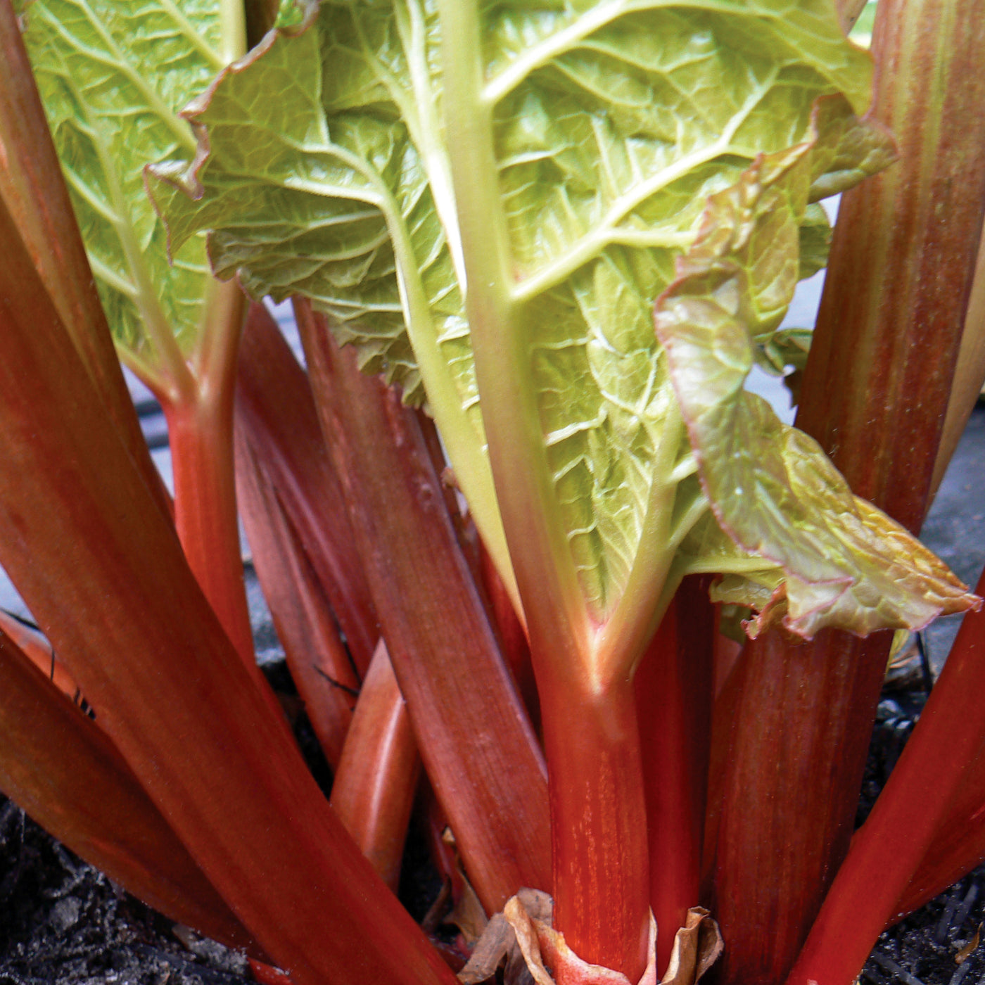 Rhubarb 'Winter Wonder'