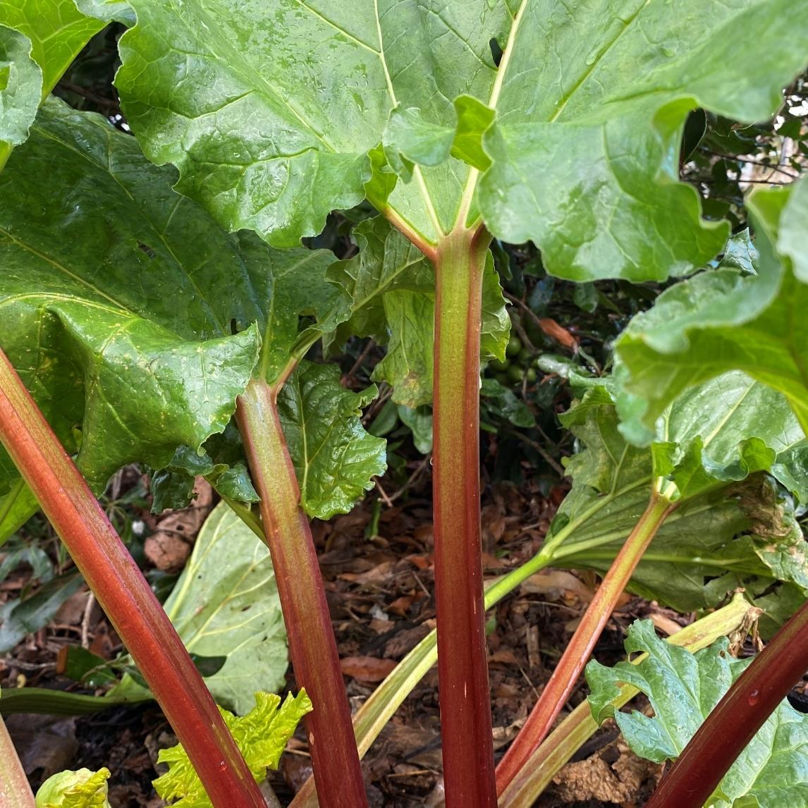 Rhubarb 'Victoria'