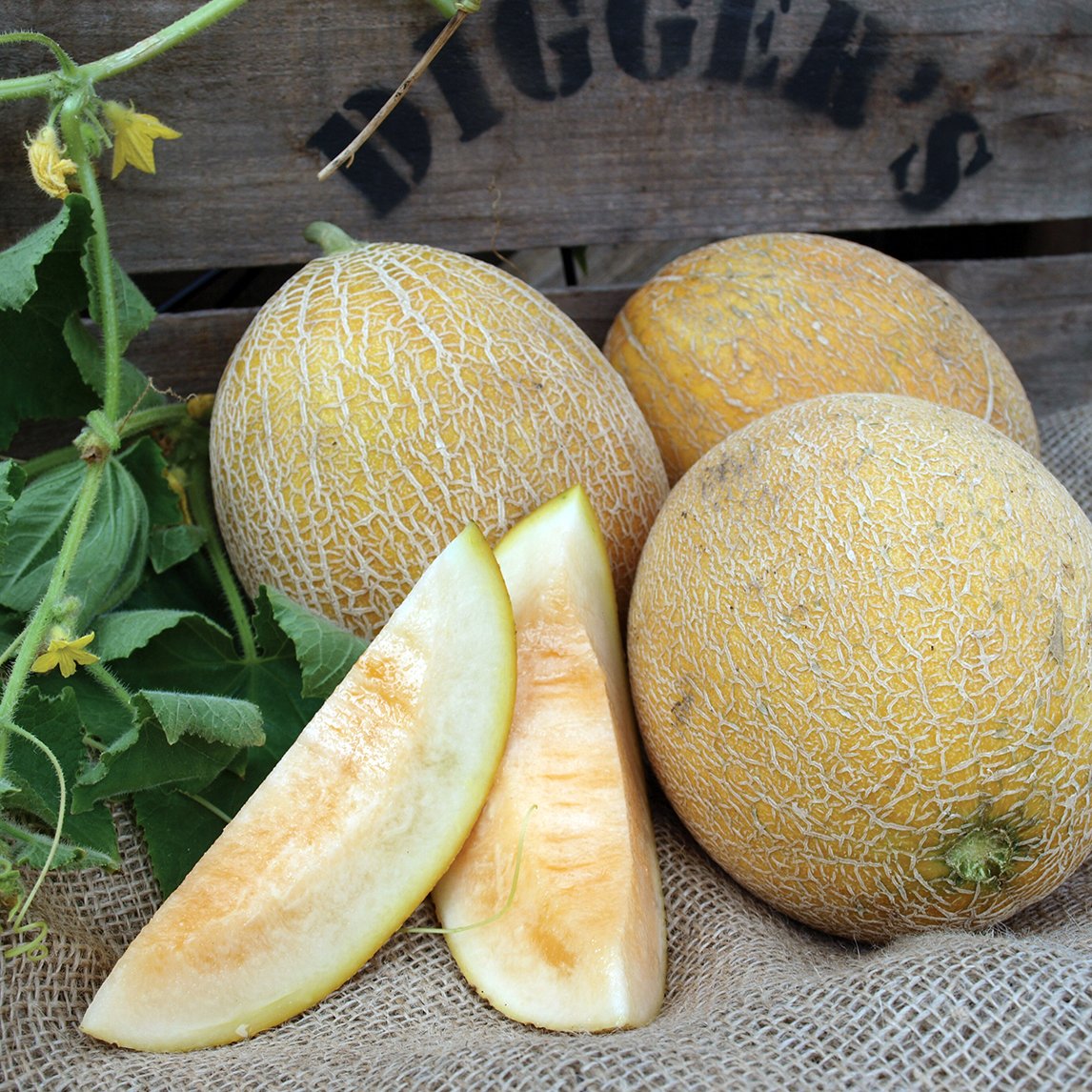 Rockmelon 'Ananas'