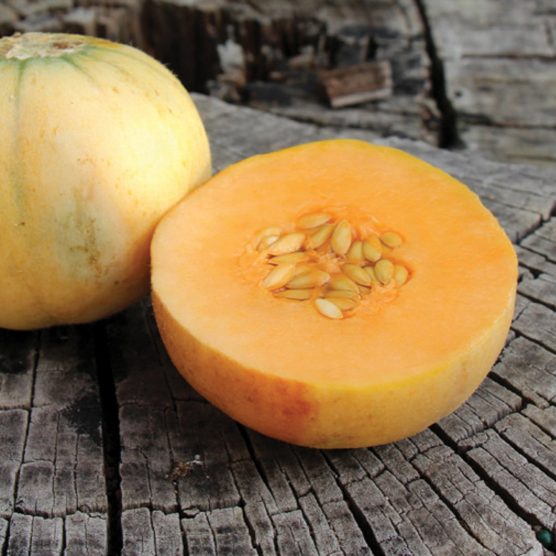 Rockmelon &#39;French Charentais&#39; (Organic)