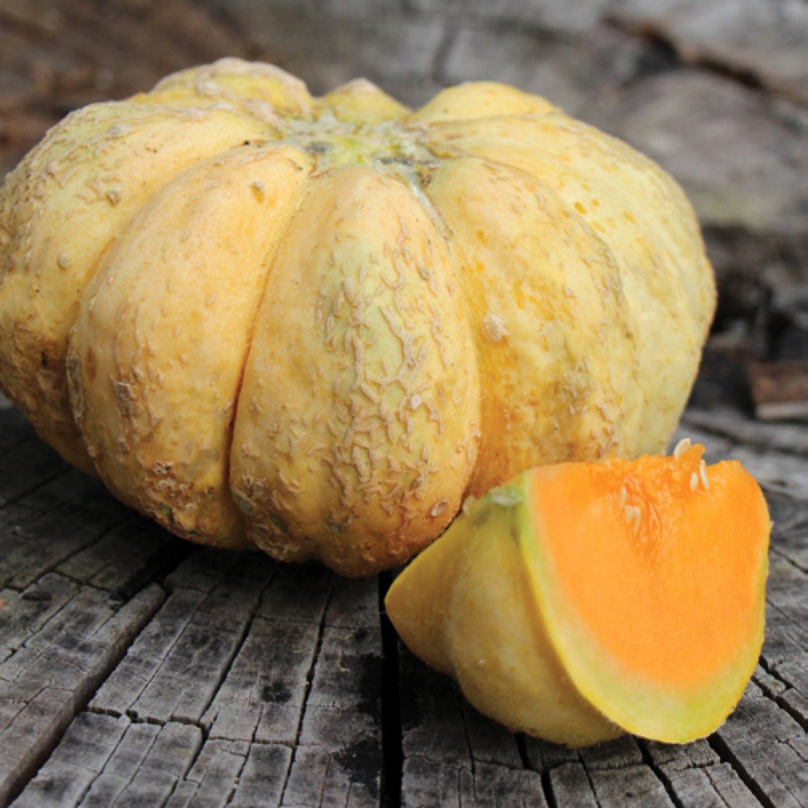 Rockmelon 'Prescott Fond Blanc'