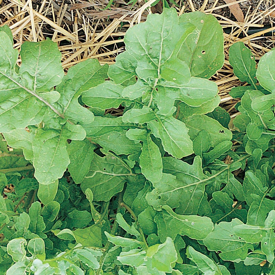 Salad Garden Patch