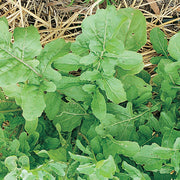 Salad Garden Patch