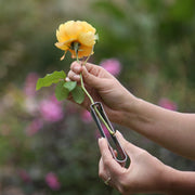 Rose Dethorner