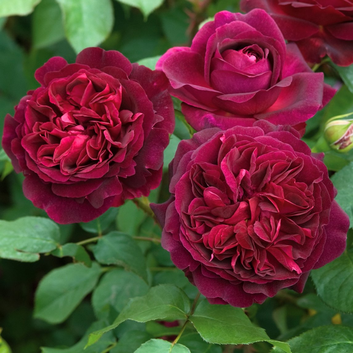 David Austin Rose &#39;Munstead Wood&#39;