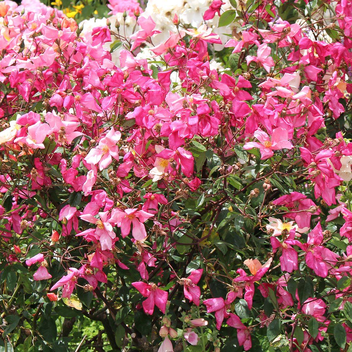 Rose ‘Mutabilis’