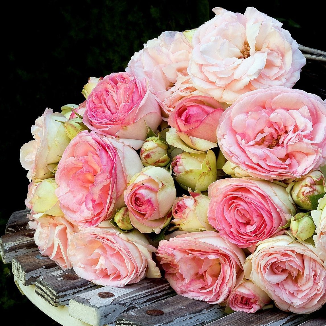 Rose &#39;Pierre De Ronsard&#39;