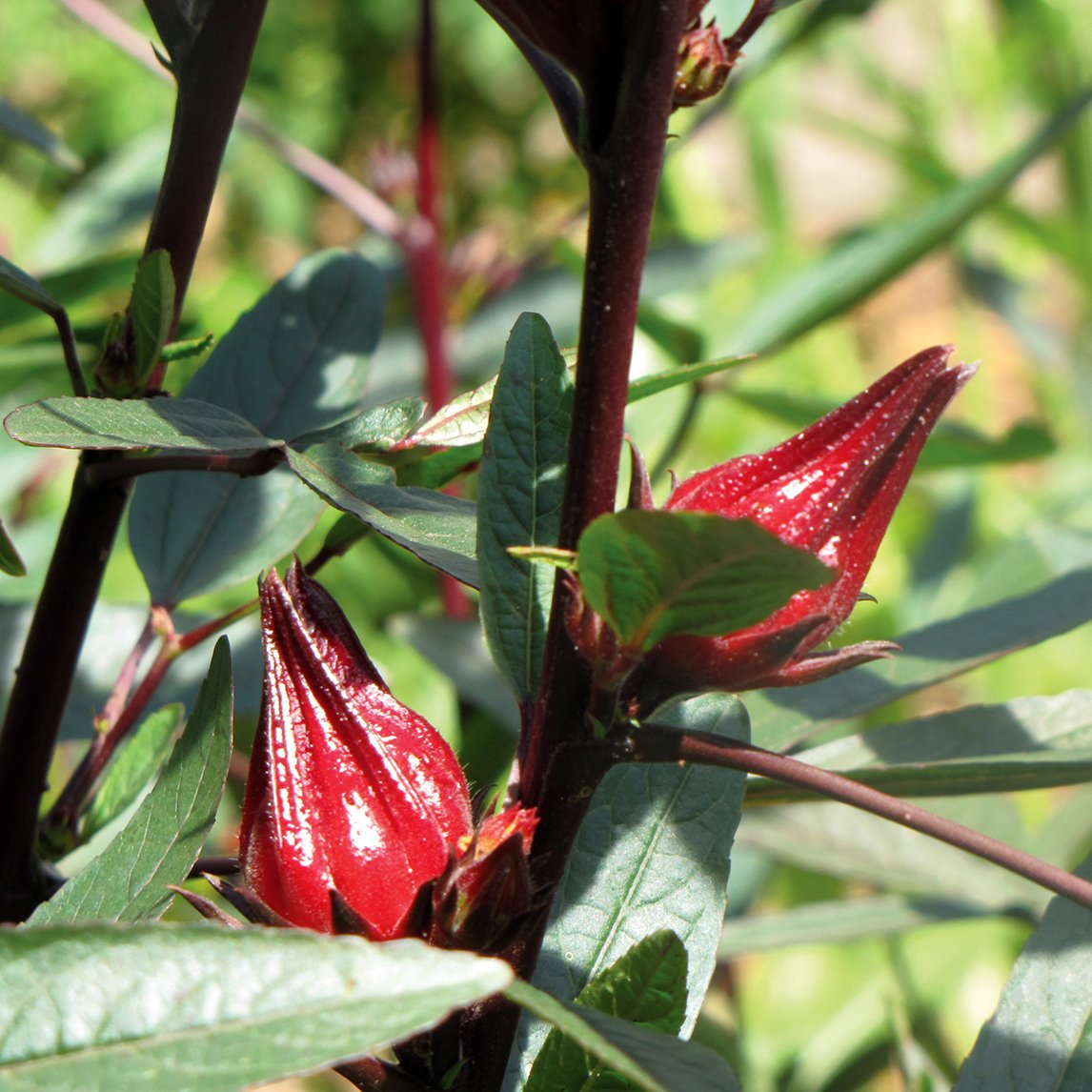 Rosella (Organic)