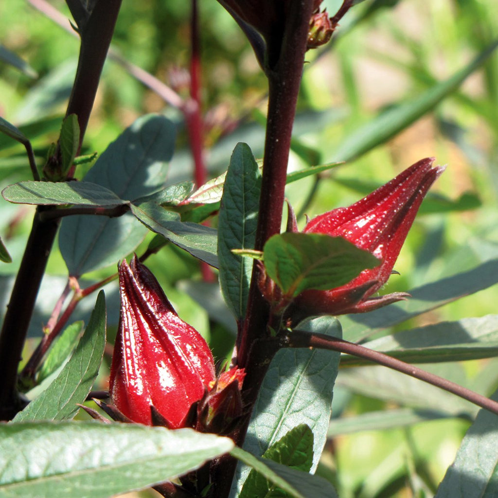 Rosella (Organic)