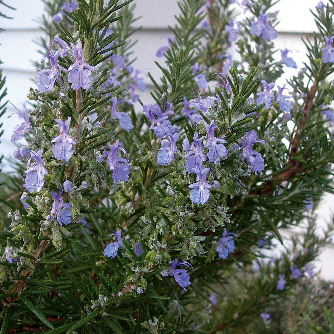 Rosemary 'Tuscan Blue'