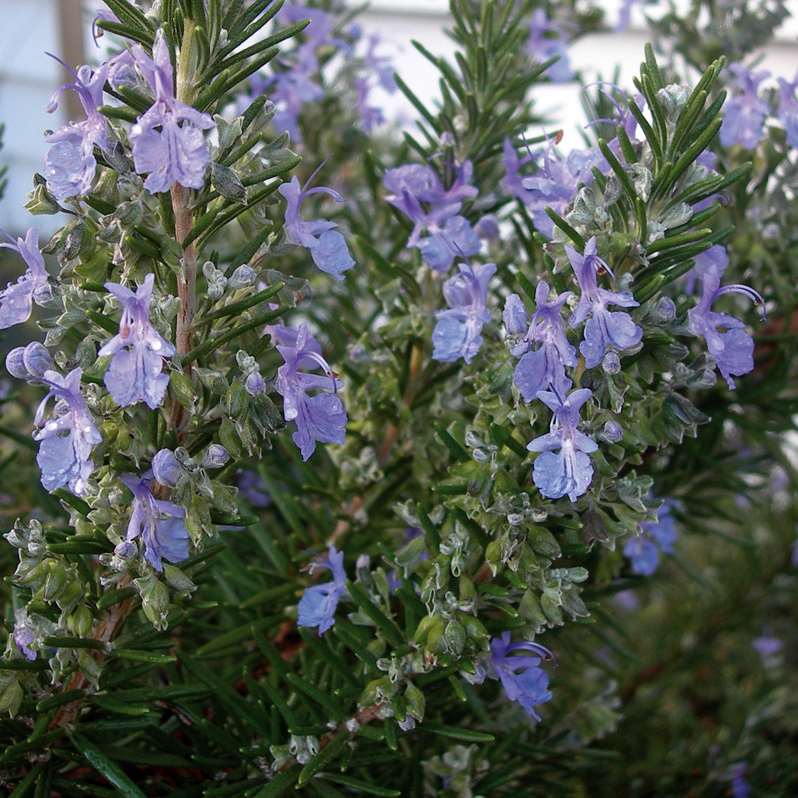 Rosemary 'Tuscan Blue' (Plant)