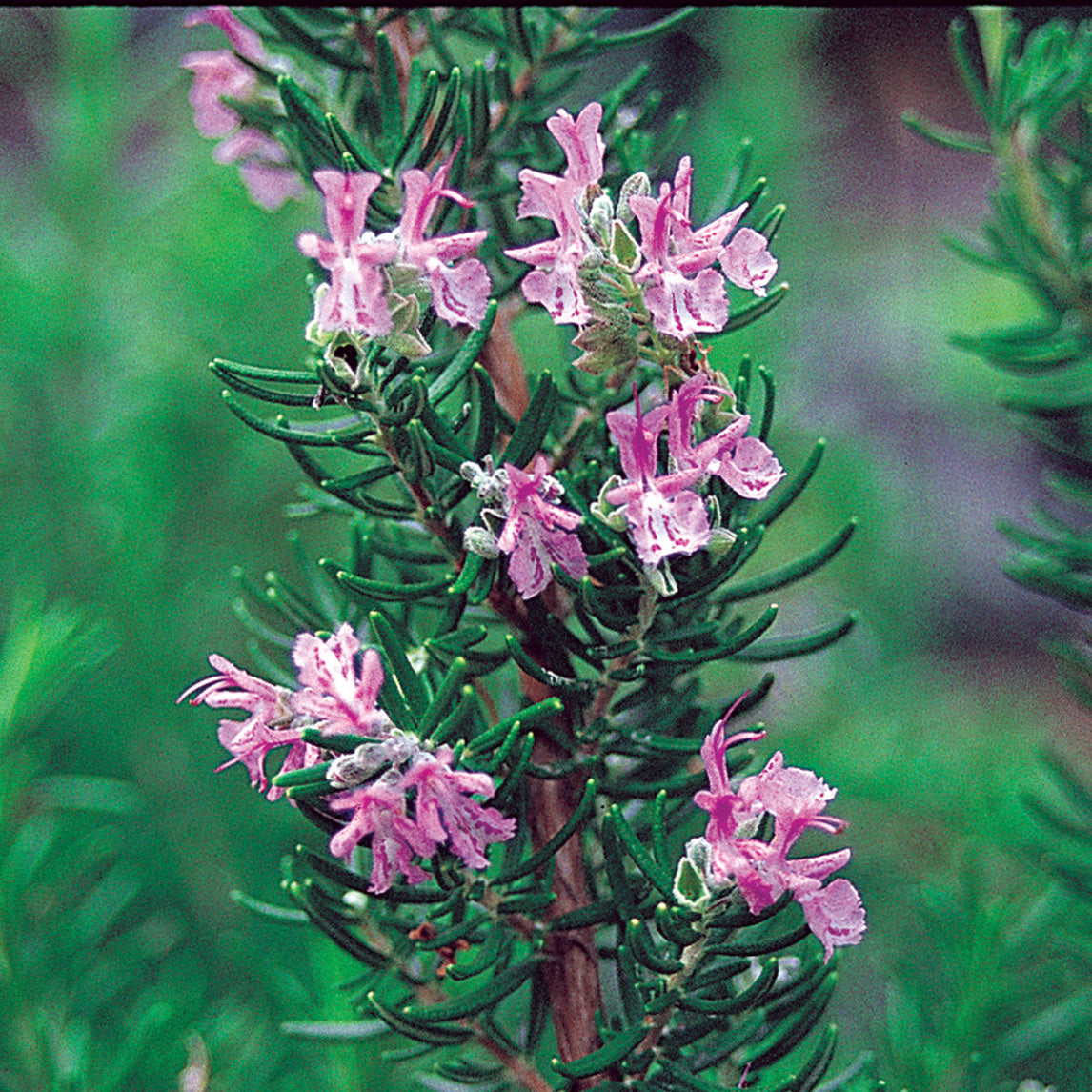 Rosemary 'Pink'