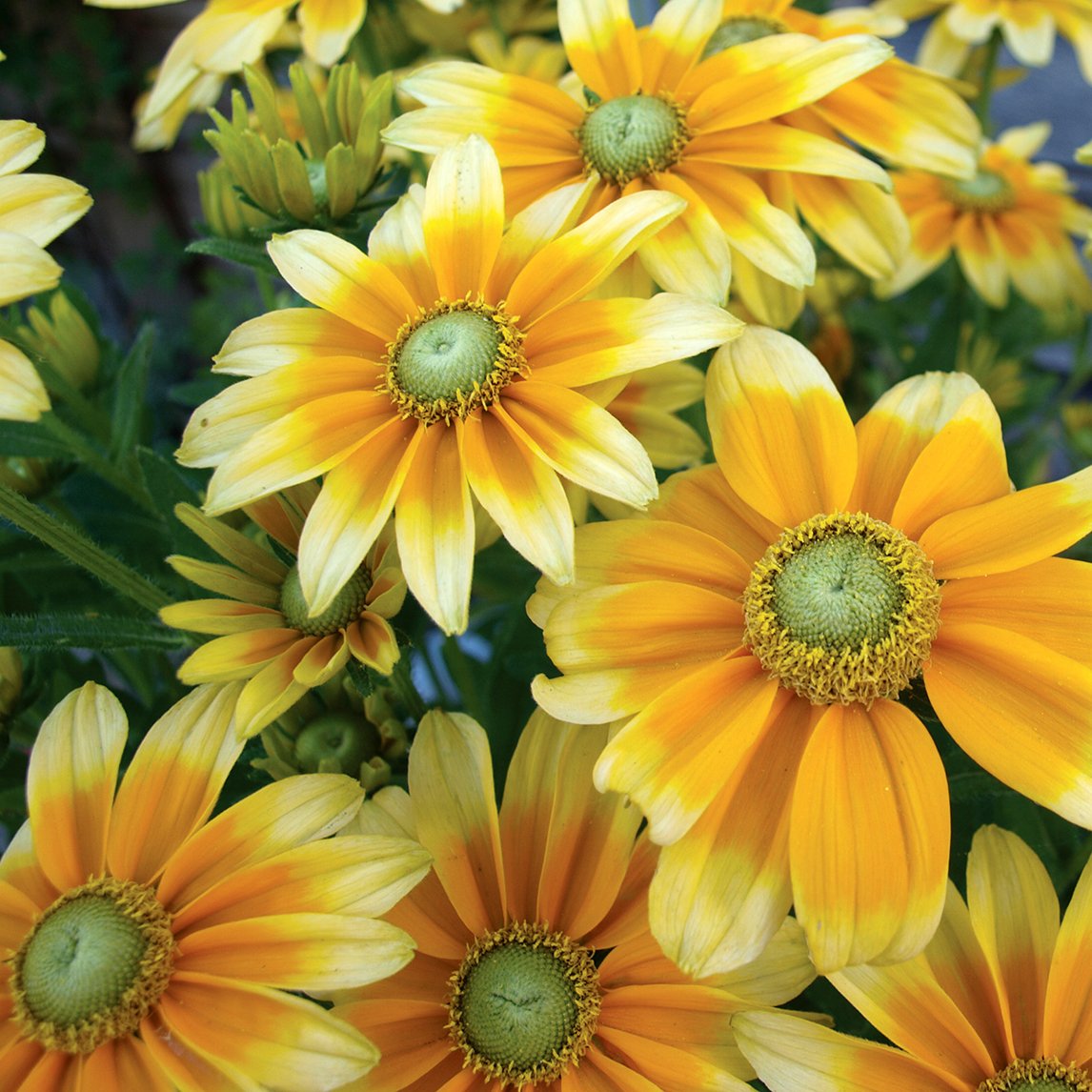 Rudbeckia 'Prairie Sun'