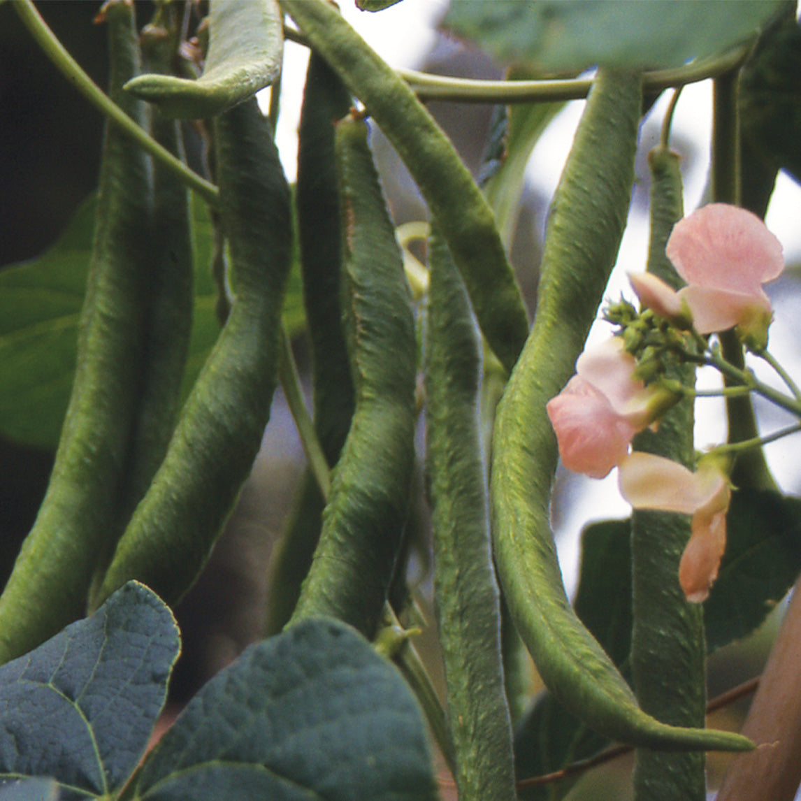 Bean 'Sunset Runner' (Organic)