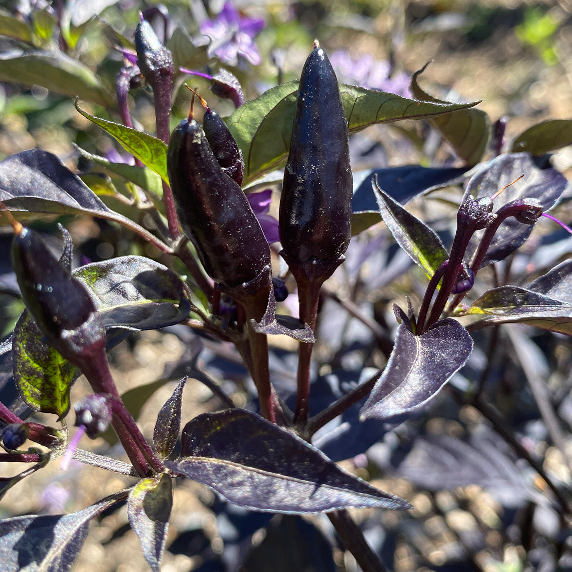 Chilli &#39;Maui Purple&#39; (Organic)