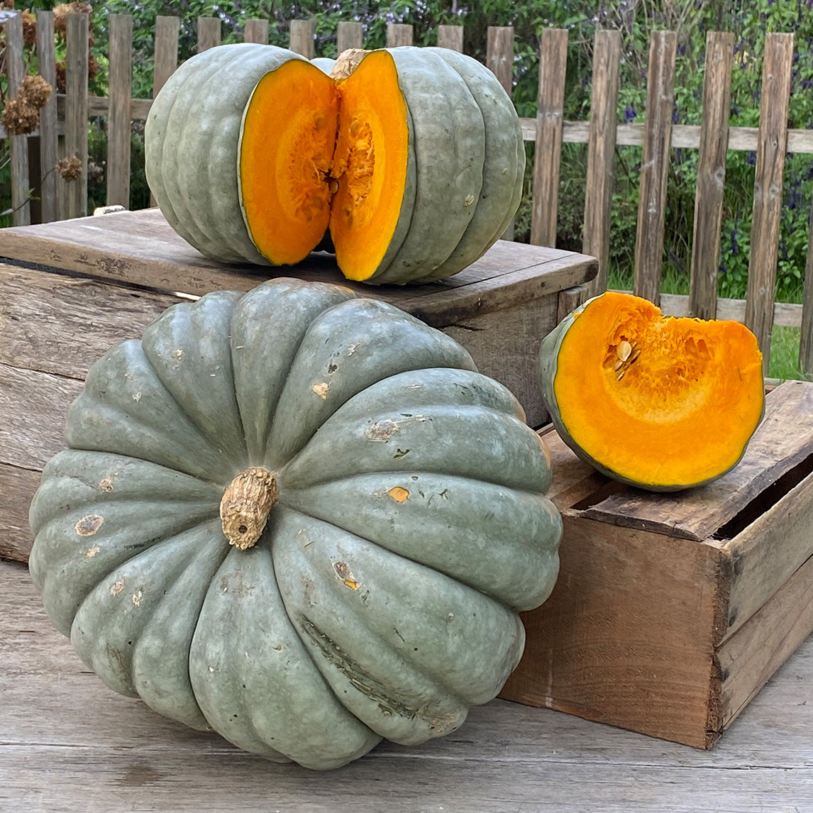 Pumpkin 'Jarrahdale'