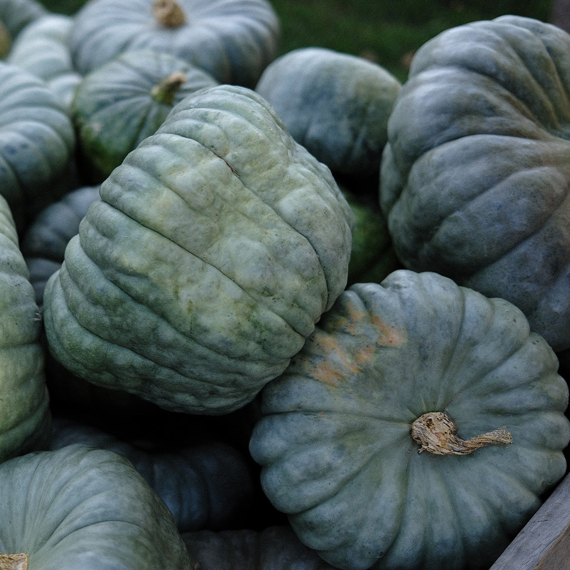 Pumpkin 'Queensland Blue'
