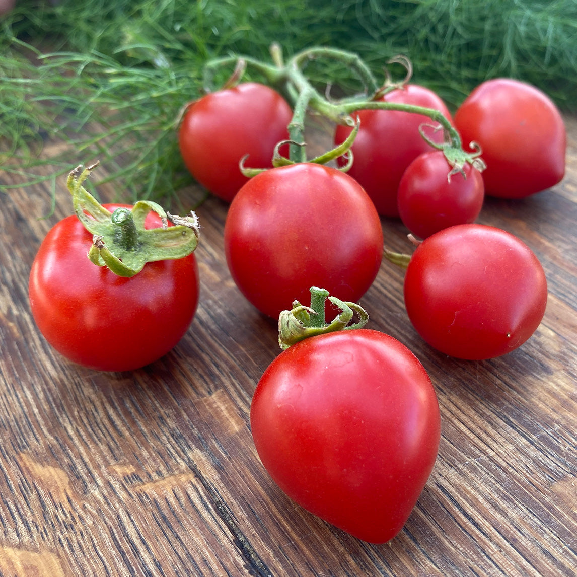 Tomato &#39;42 Days&#39;