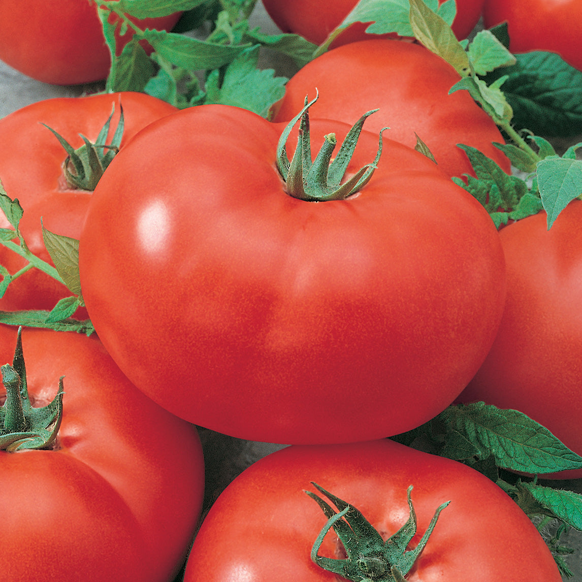 Tomato 'Grosse Lisse'