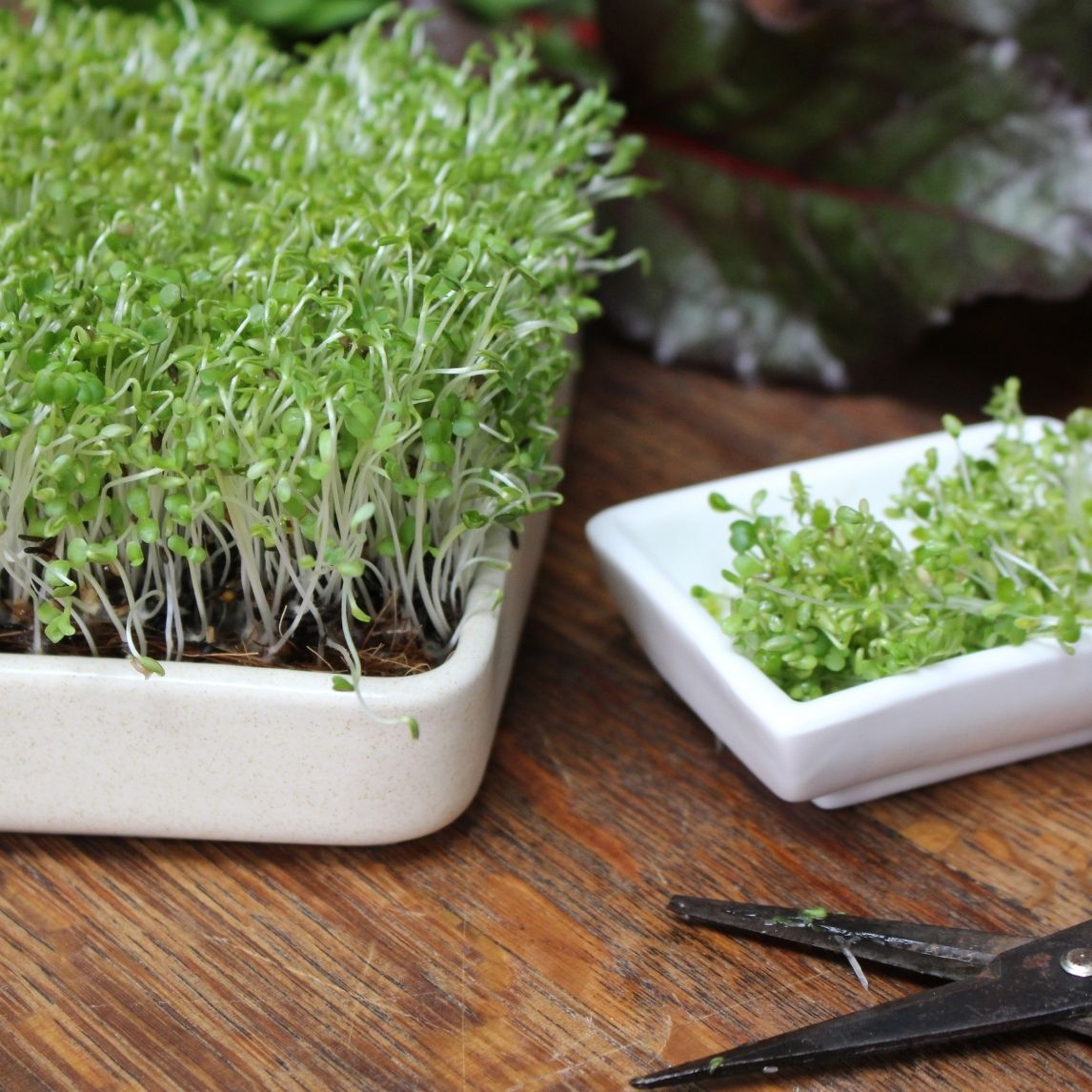 Baby Leaf Provencal Mix