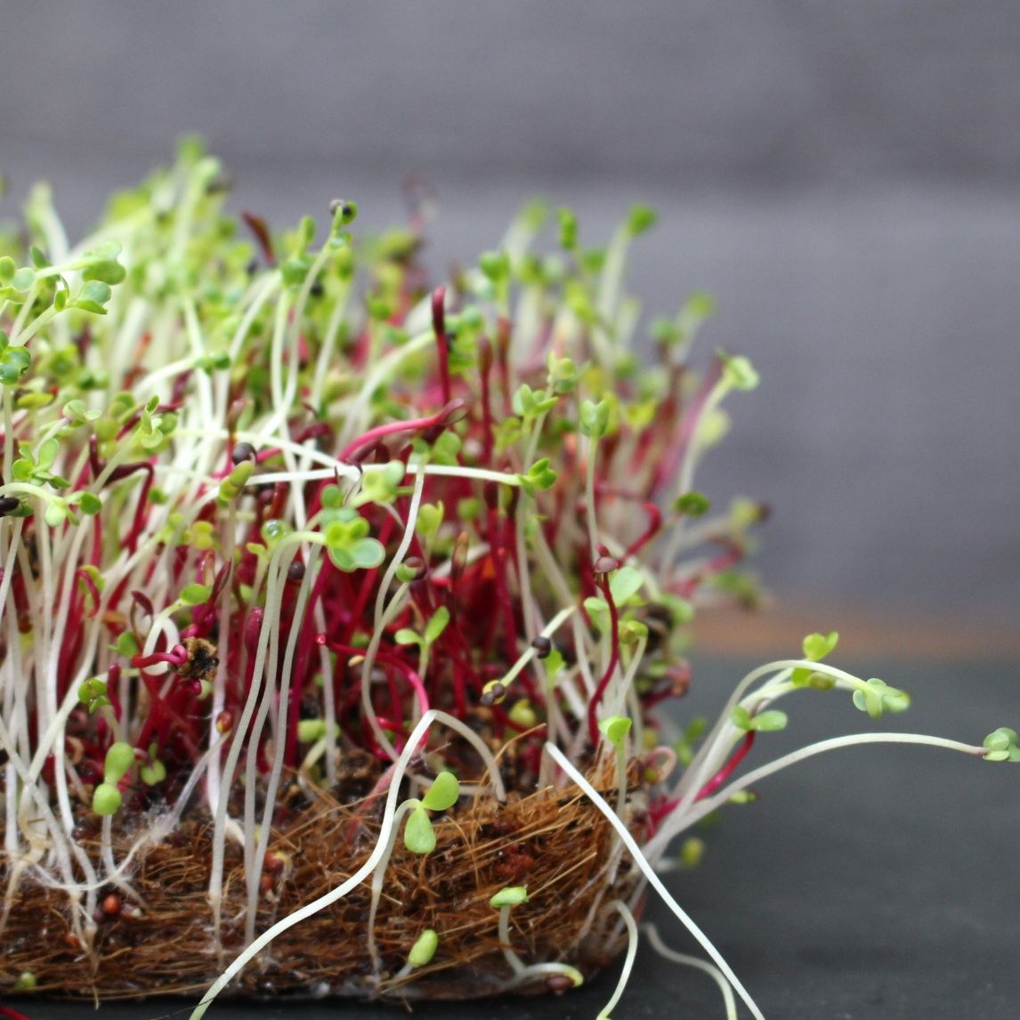 Microgreen Winter Mix