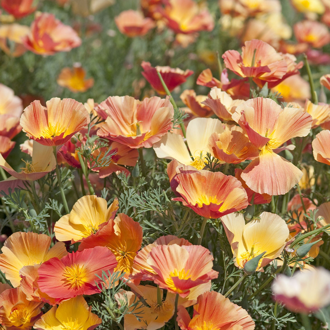 Californian Poppy ‘Apricot Chiffon’