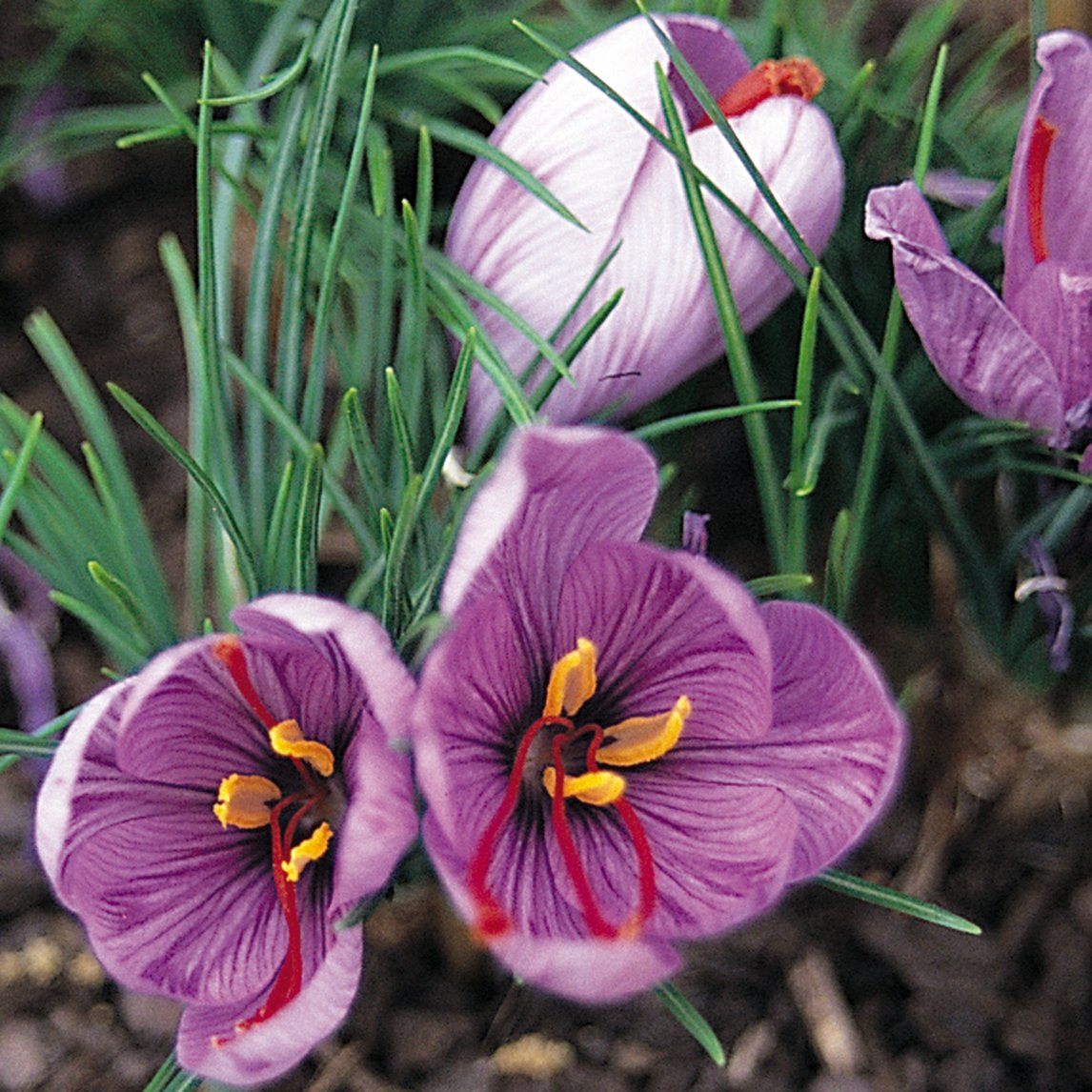 Saffron crocus clearance bulbs