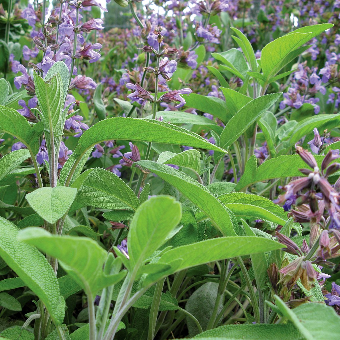 Sage