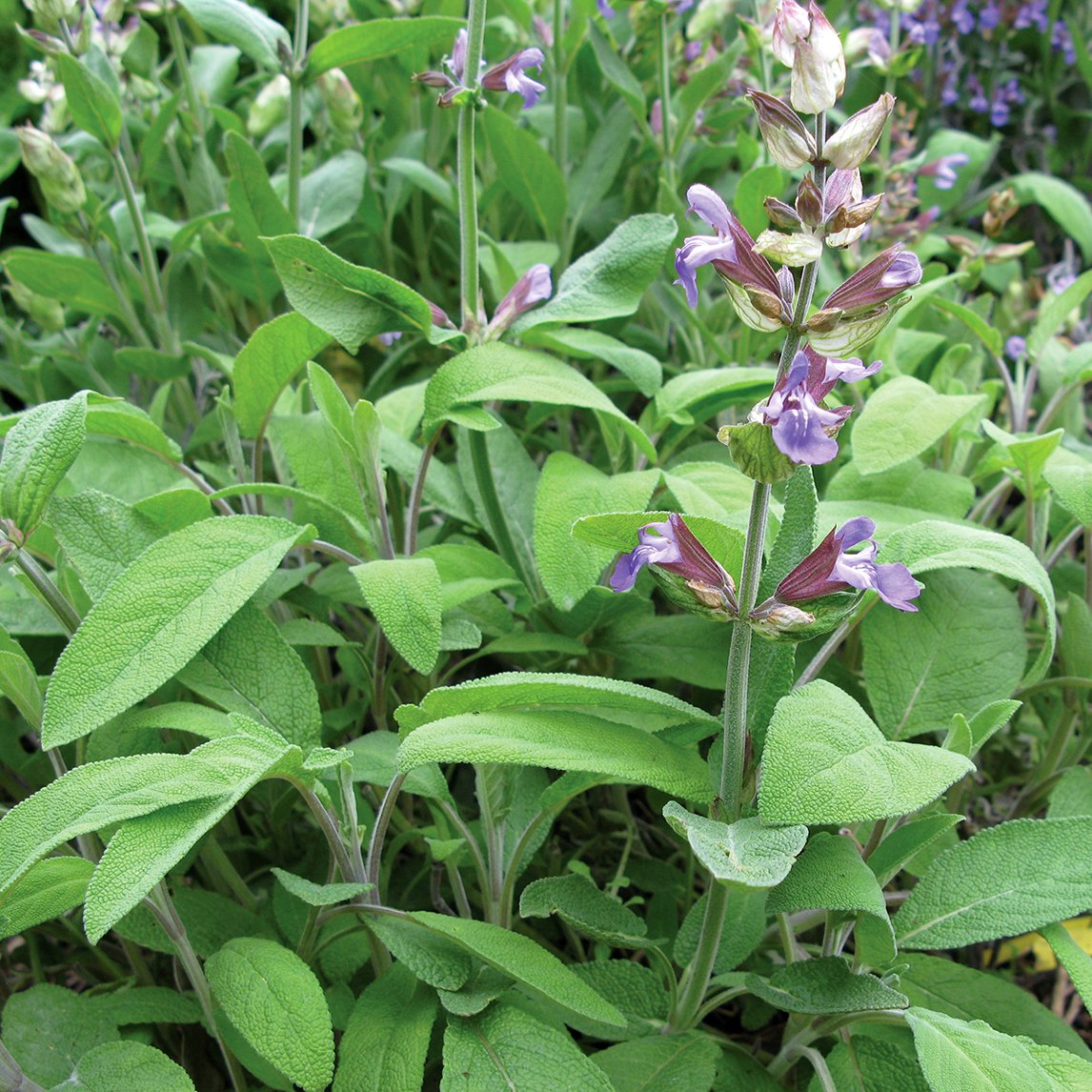 Sage