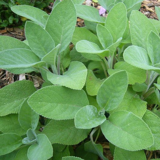 Sage 'Berggarten'