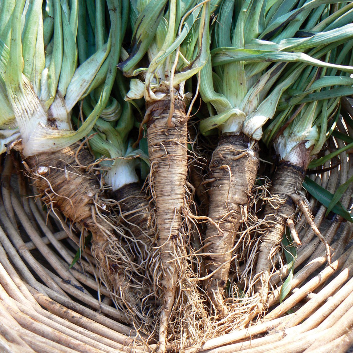 Salsify 'Mammoth Sandwich Island'