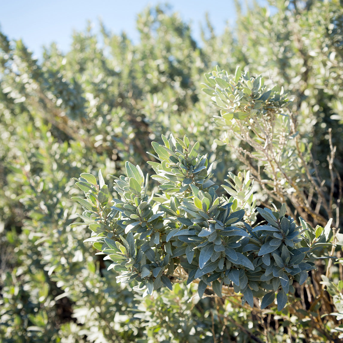 Saltbush 'Old Man'