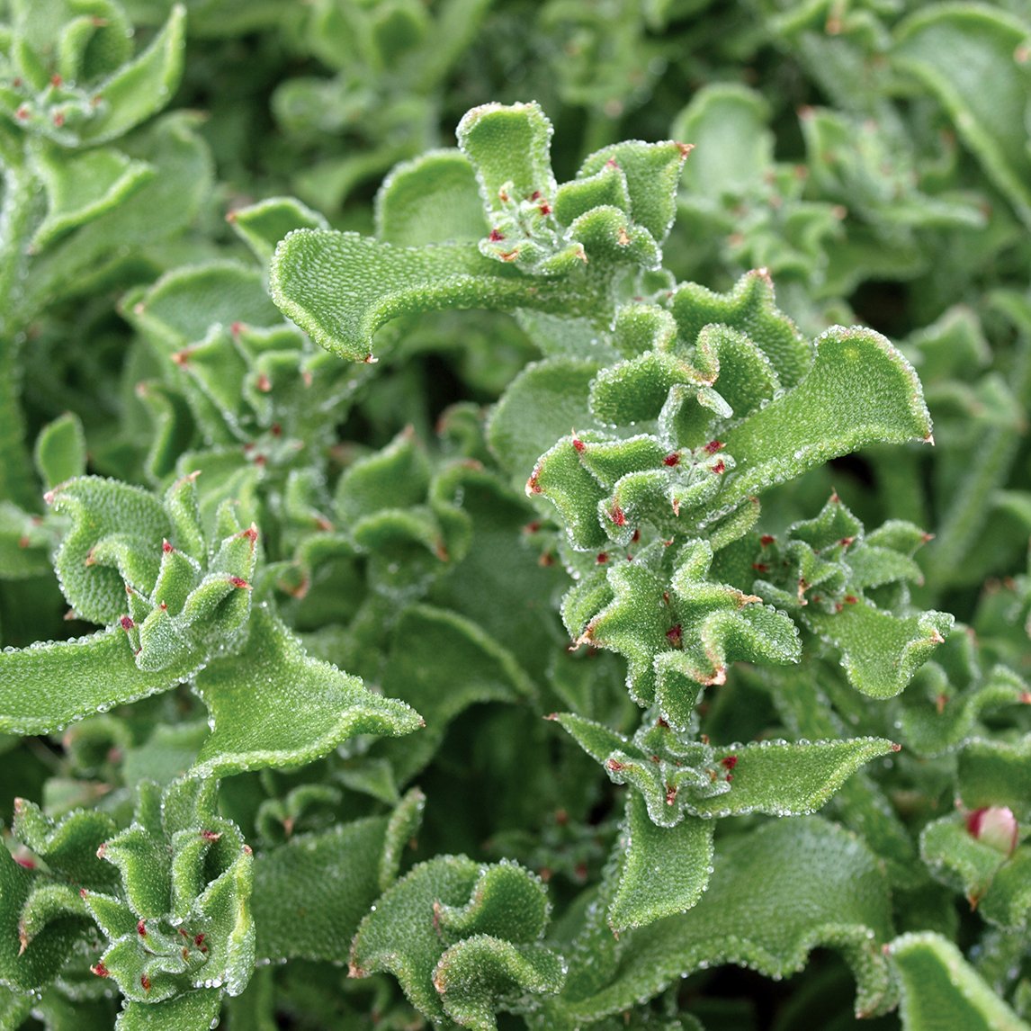 ice lettuce succulent Salty Ice Plant