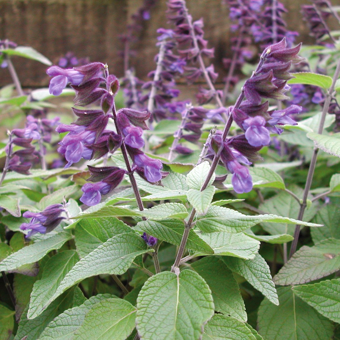 Salvia 'Anthony Parker'