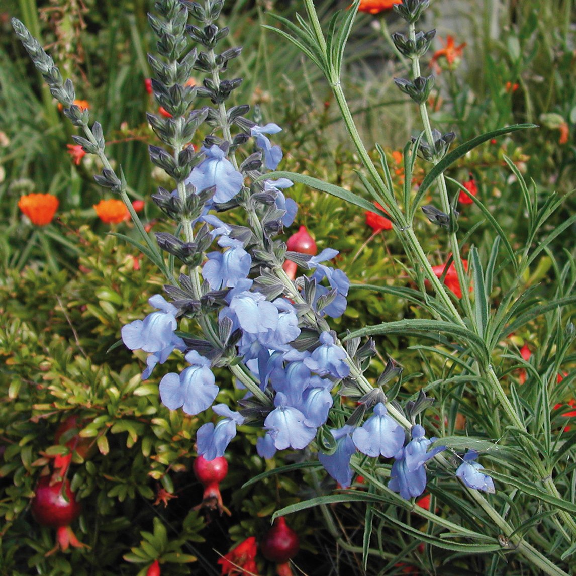 Salvia azurea