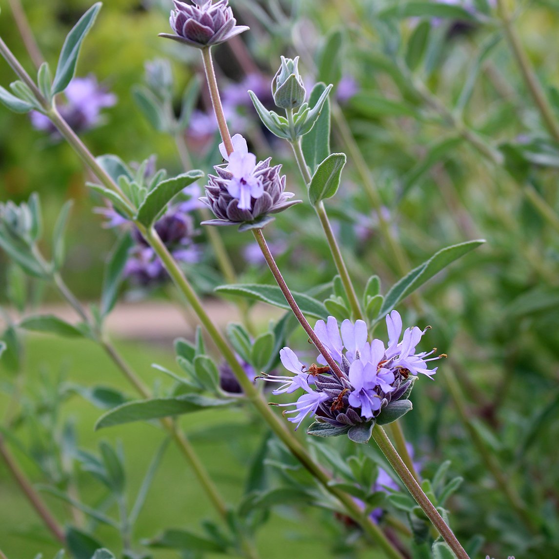 Salvia &#39; Bees Bliss &#39;