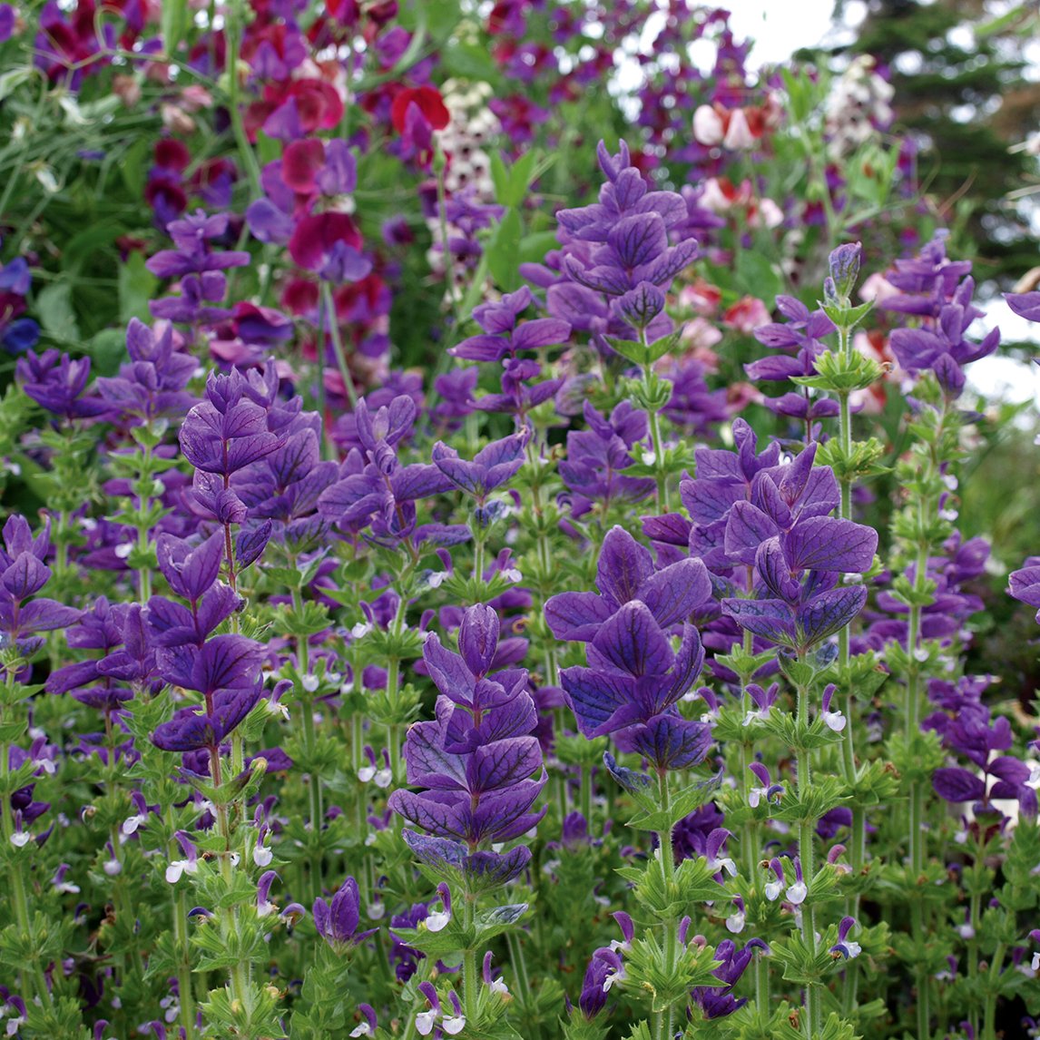 Salvia 'Blue Monday'