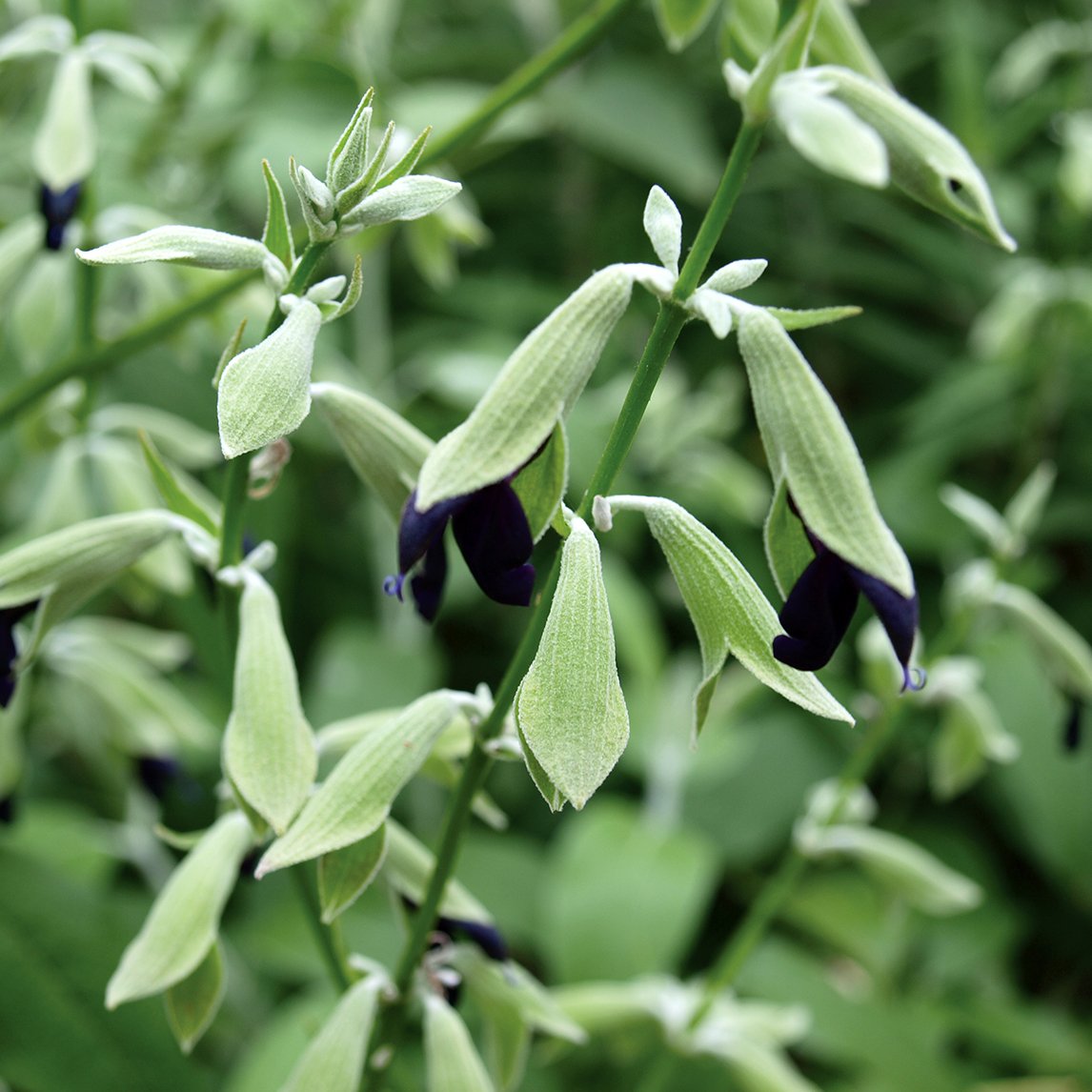 Salvia Discolor