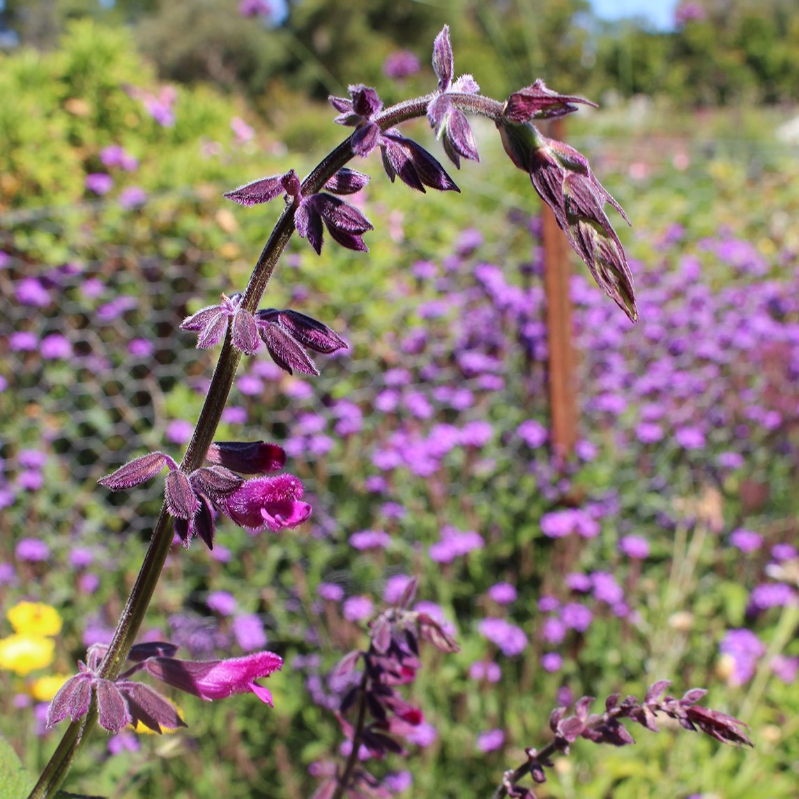 Salvia 'Magenta Magic'