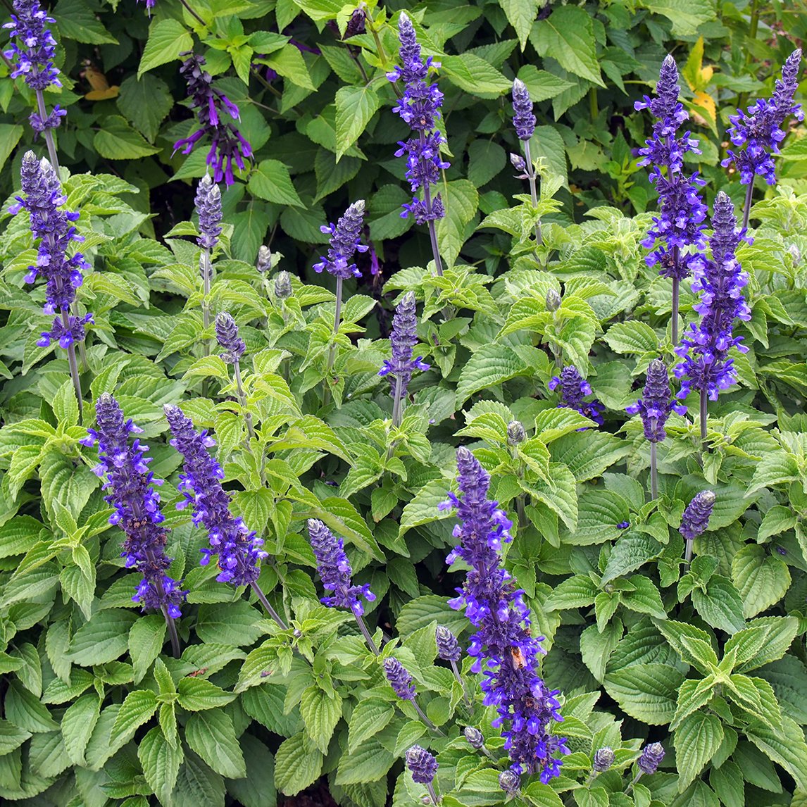 Salvia 'Mystic Spires'